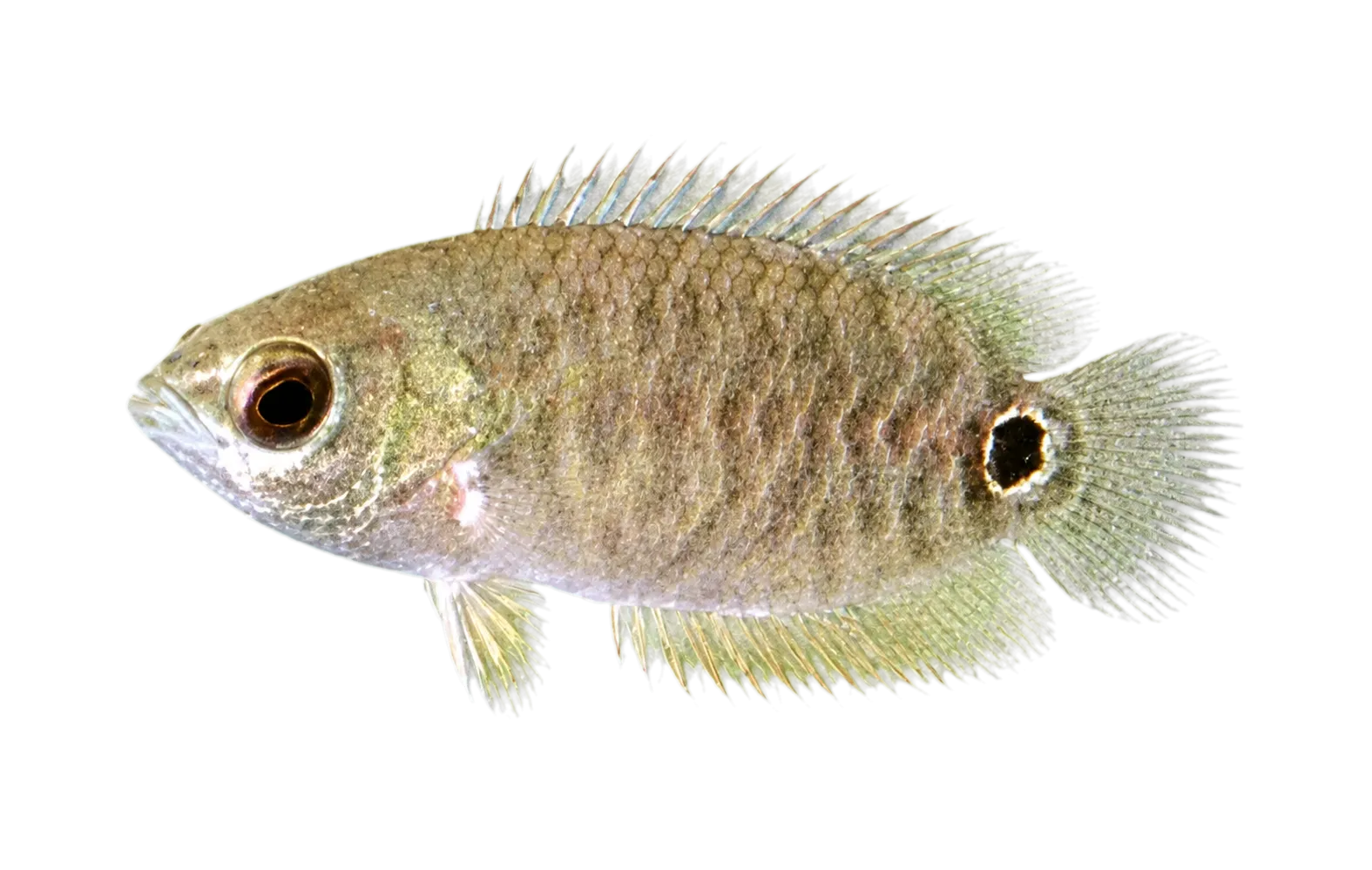 Eyespot ctenopoma (Ctenopoma ocellatum) specimen