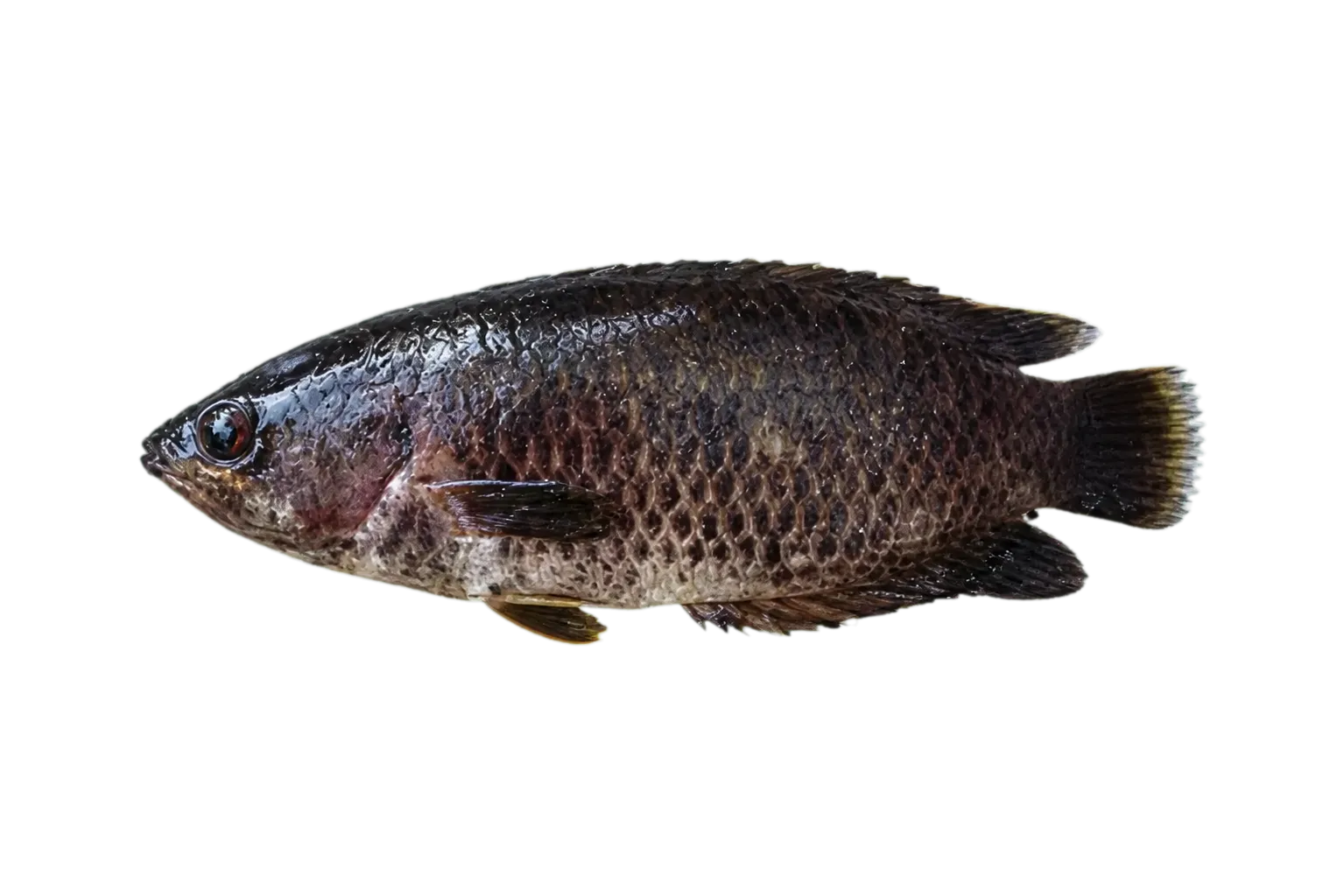 Mottled ctenopoma (Ctenopoma weeksii) specimen