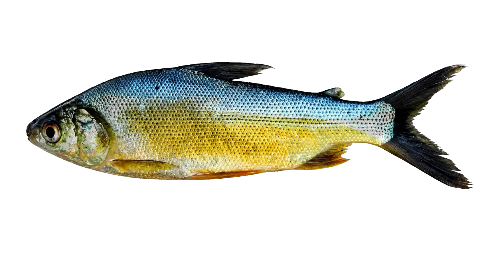 Curimata mivartii (Curimata mivartii) specimen
