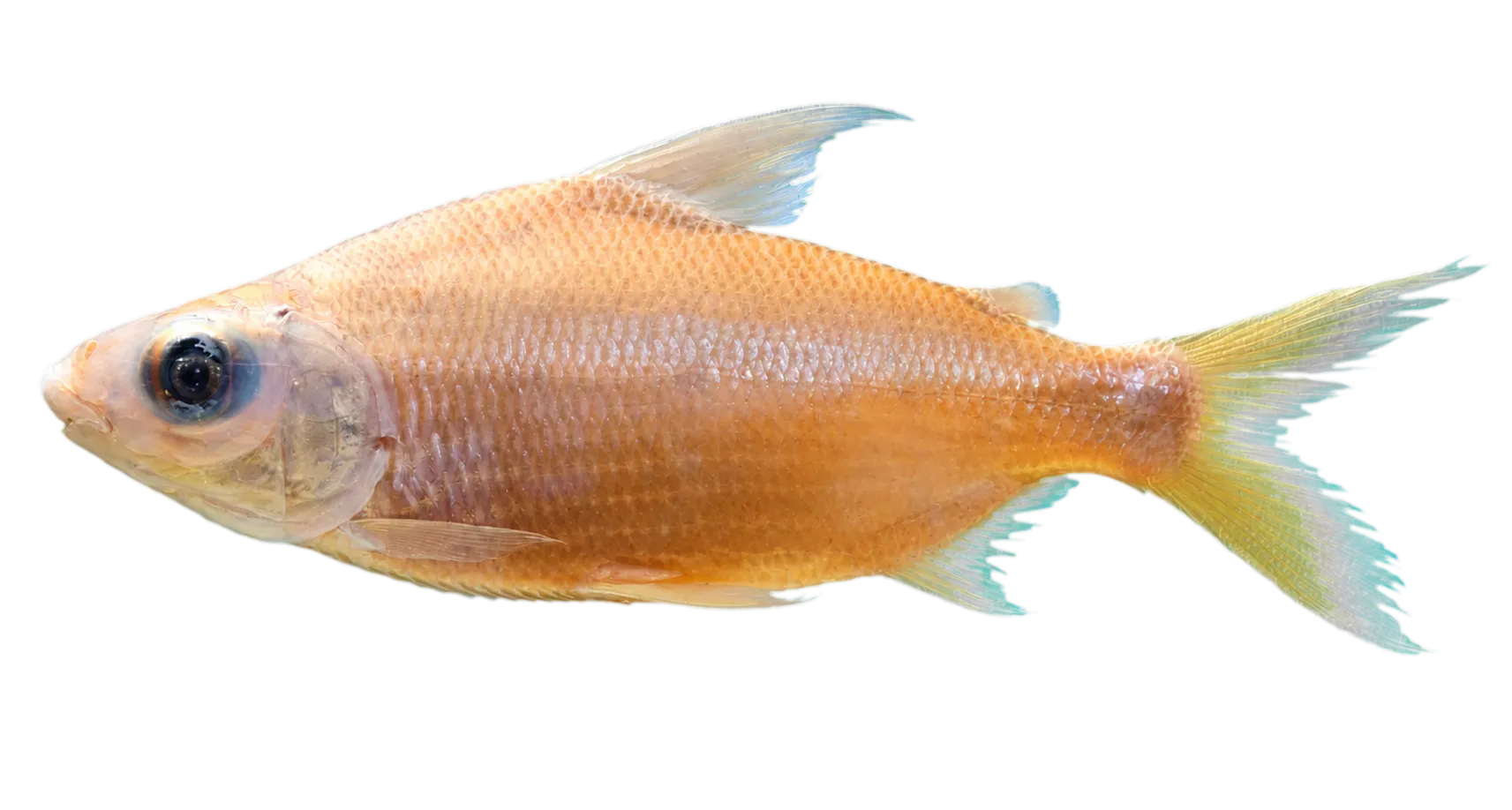 Curimata roseni (Curimata roseni) specimen
