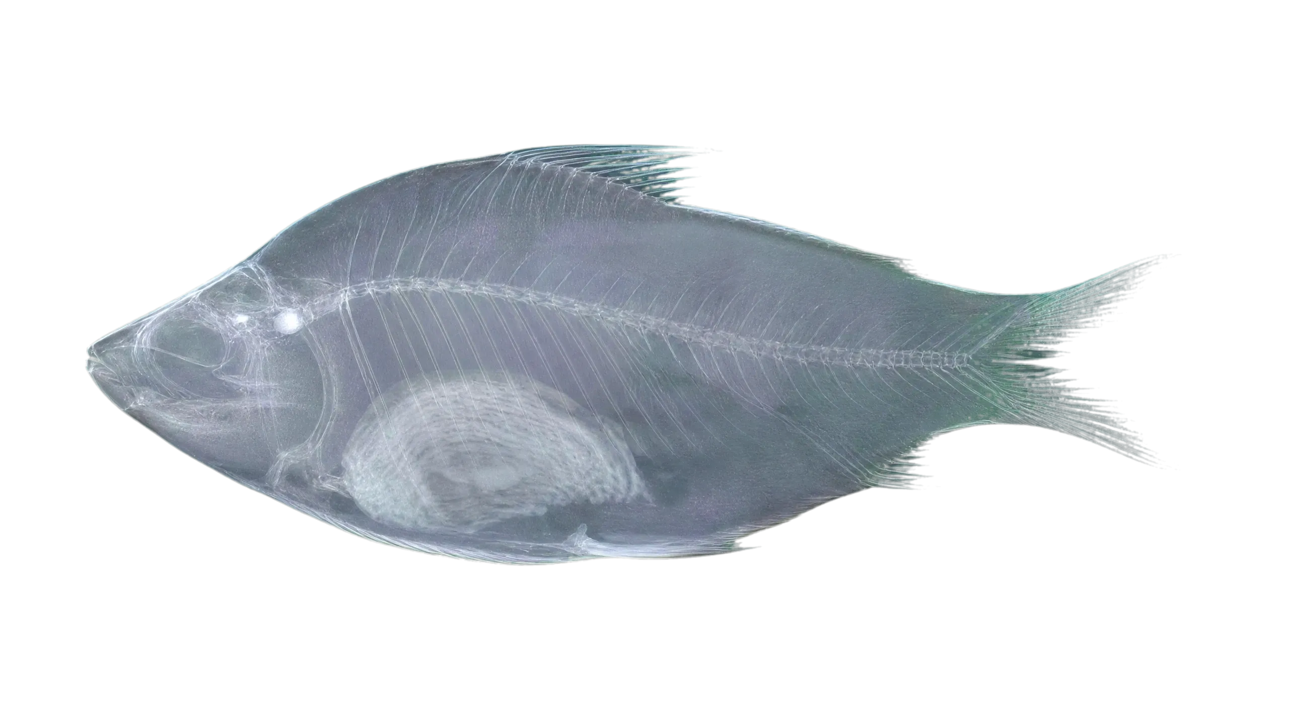 Curimatella immaculata (Curimatella immaculata) specimen