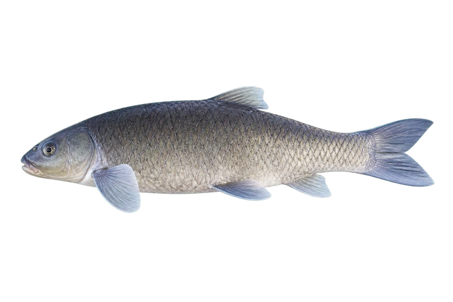 Blue Sucker (Cycleptus elongatus) specimen