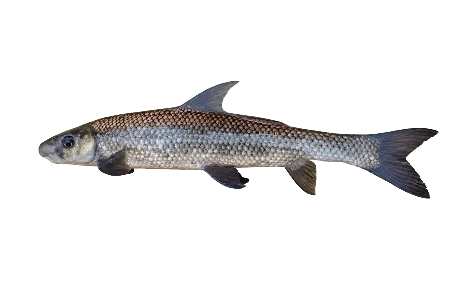 southeastern blue sucker (Cycleptus meridionalis) specimen