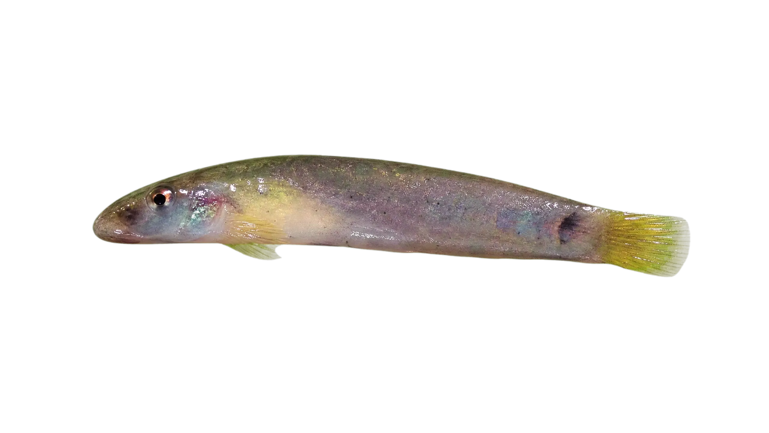 Dogtooth rivulus (Cynodonichthys tenuis) specimen