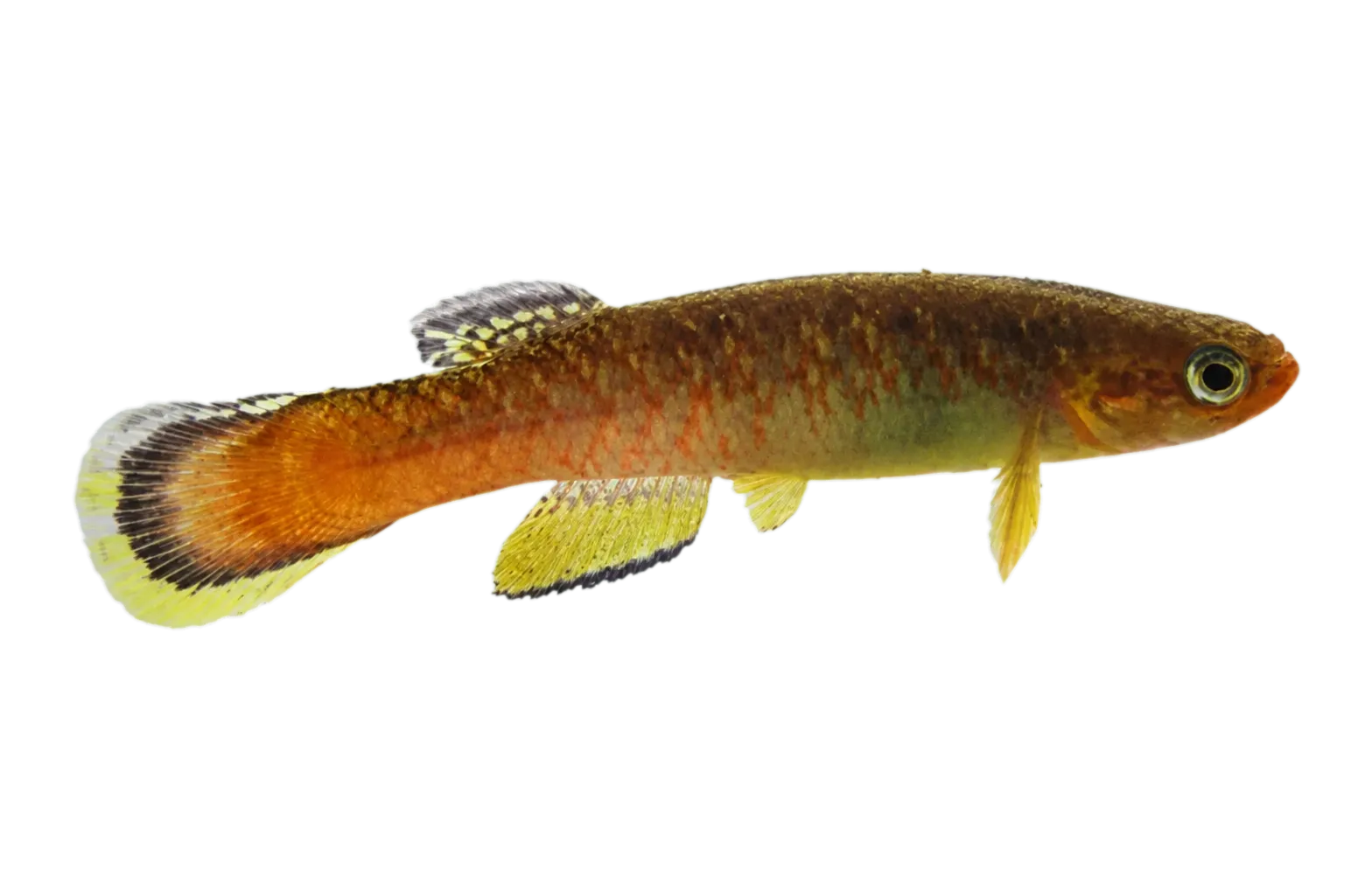 Flame rivulus (Cynodonichthys uroflammeus) specimen