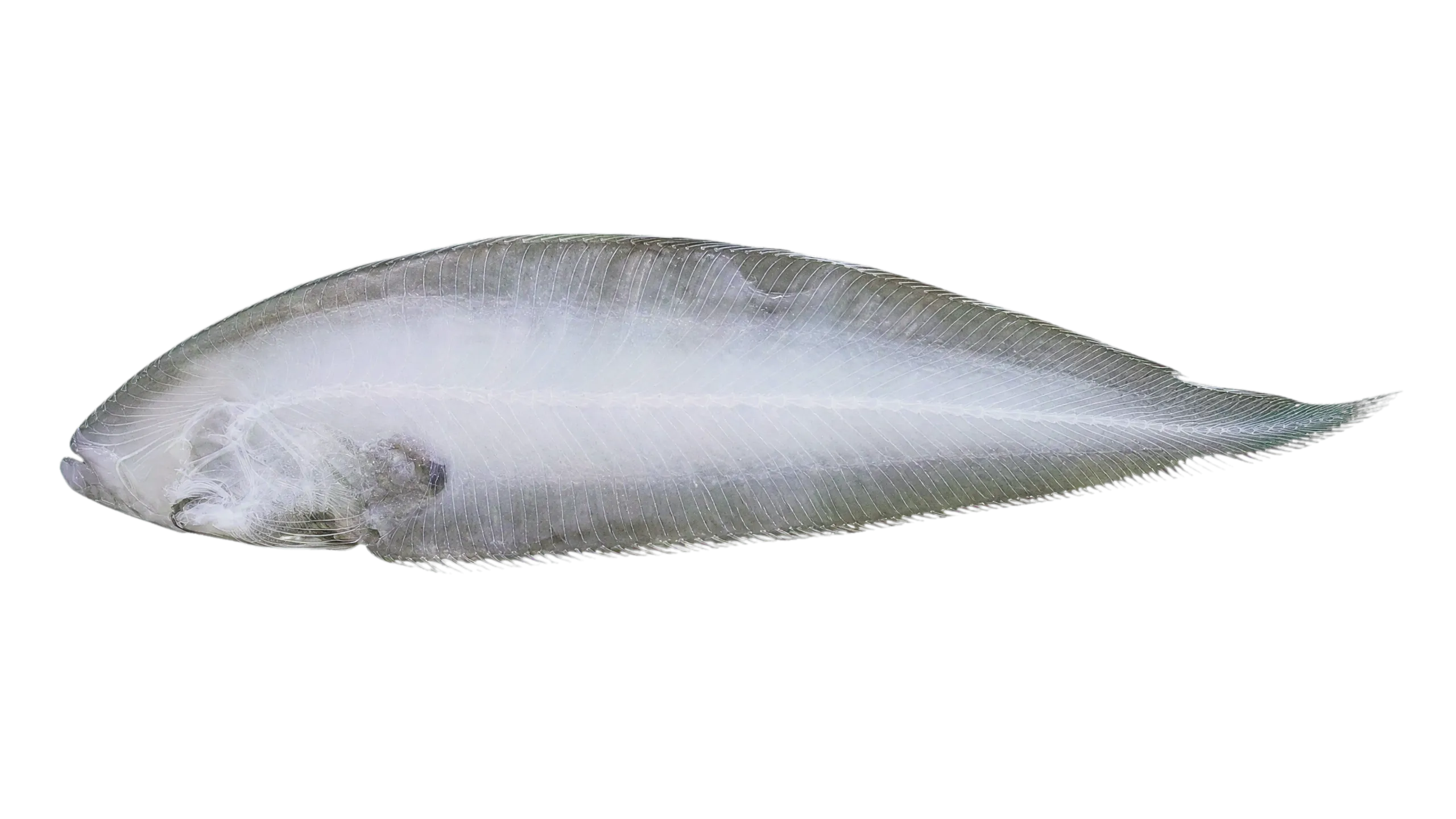 Sharpnose tonguesole (Cynoglossus acutirostris) specimen