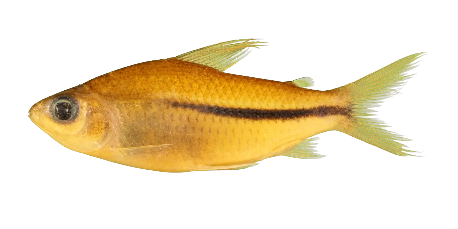Cyphocharax laticlavius (Cyphocharax laticlavius) specimen