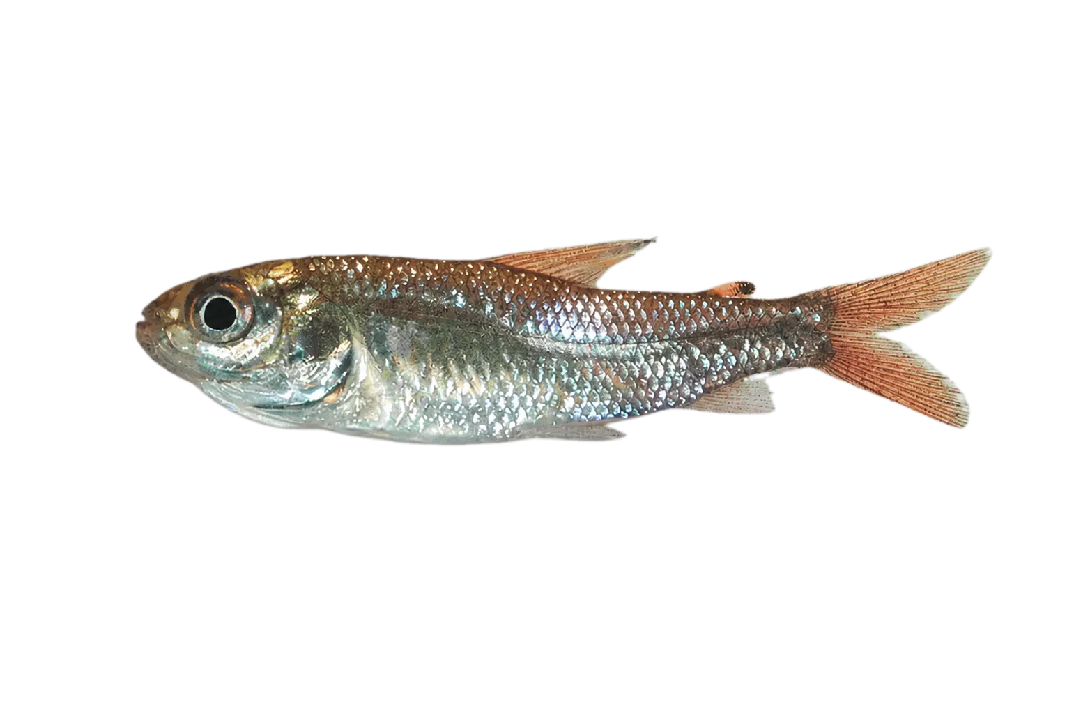 Cyphocharax nigripinnis (Cyphocharax nigripinnis) specimen