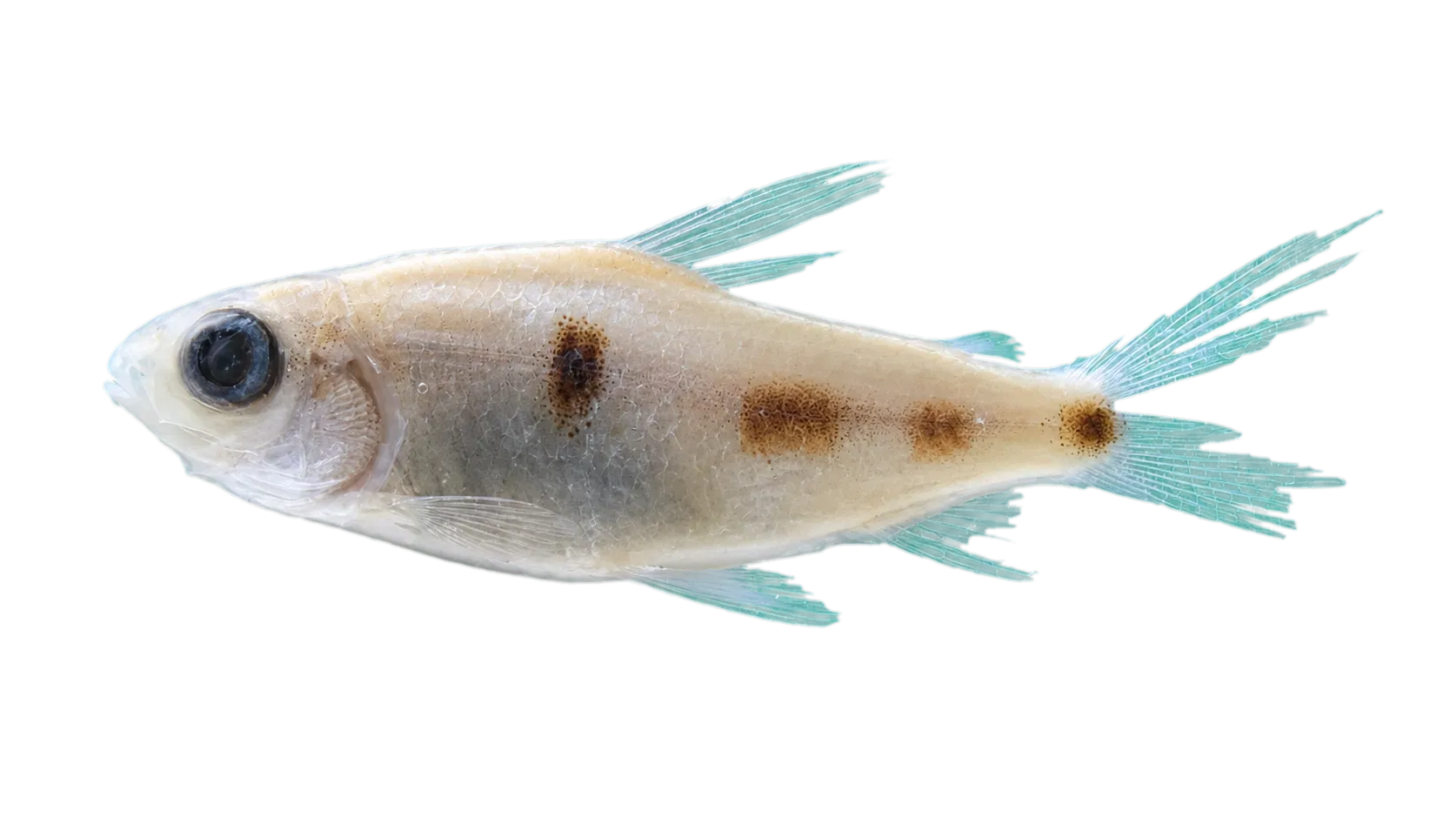 Cyphocharax punctatus (Cyphocharax punctatus) specimen