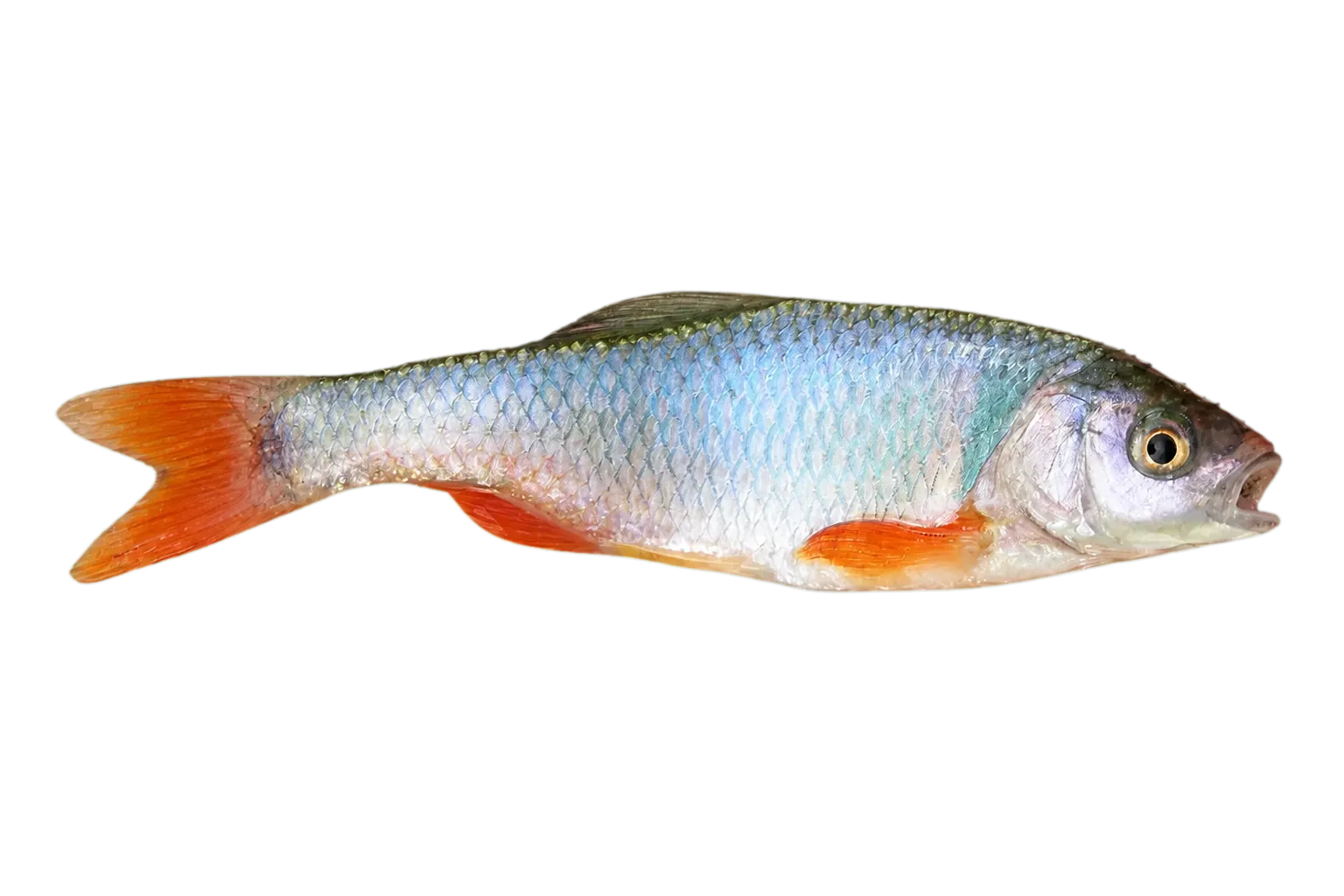Red shiner (Cyprinella lutrensis) specimen