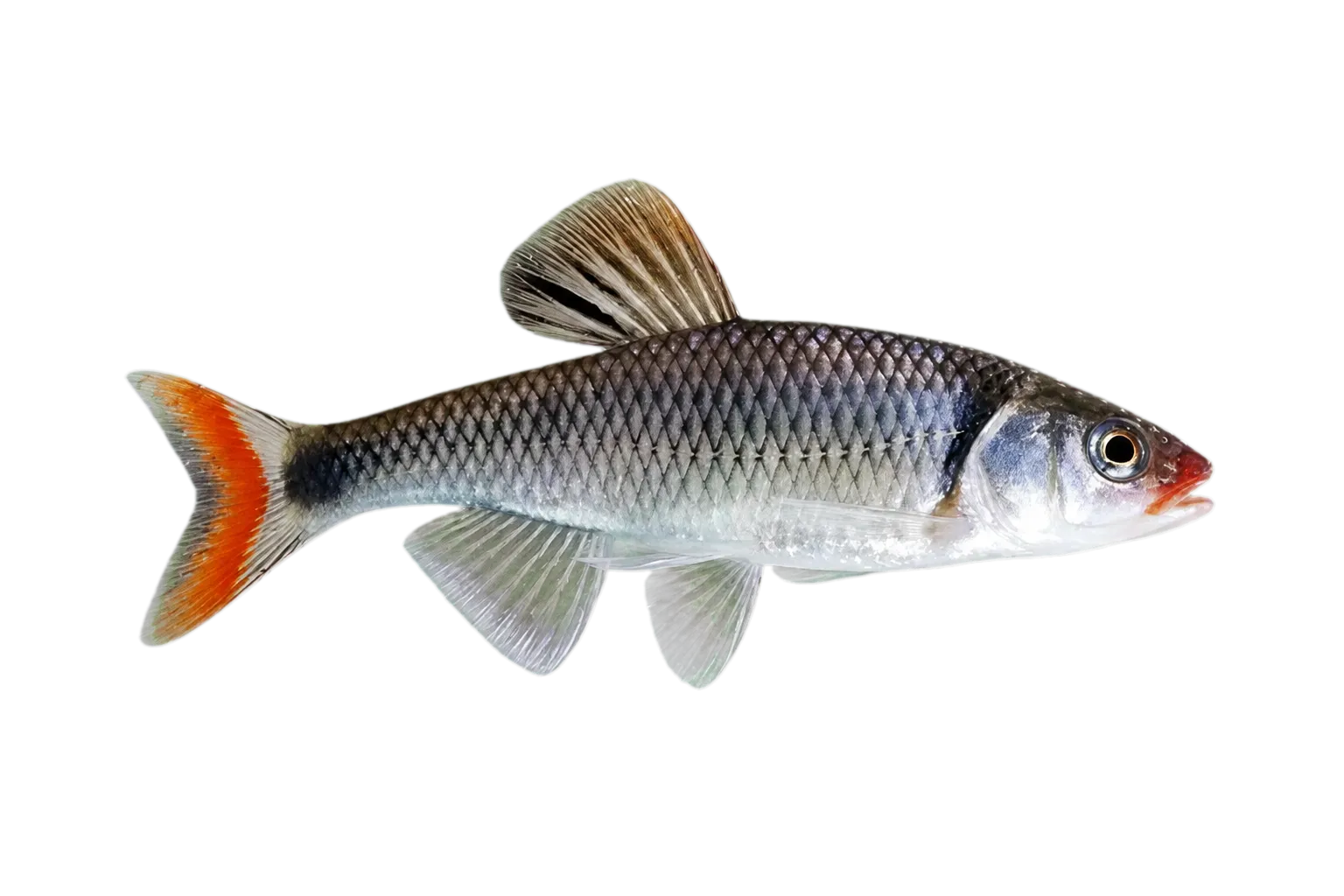 Fieryblack shiner (Cyprinella pyrrhomelas) specimen
