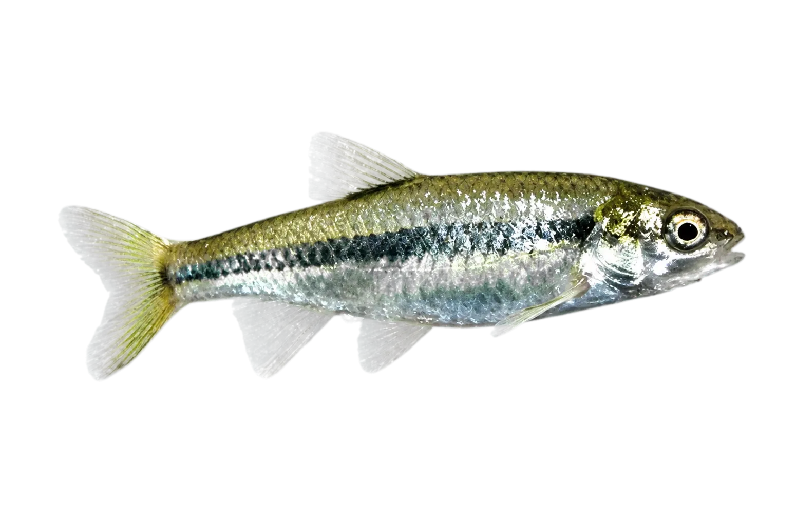 Mexican Red Shiner (Cyprinella rutila) specimen