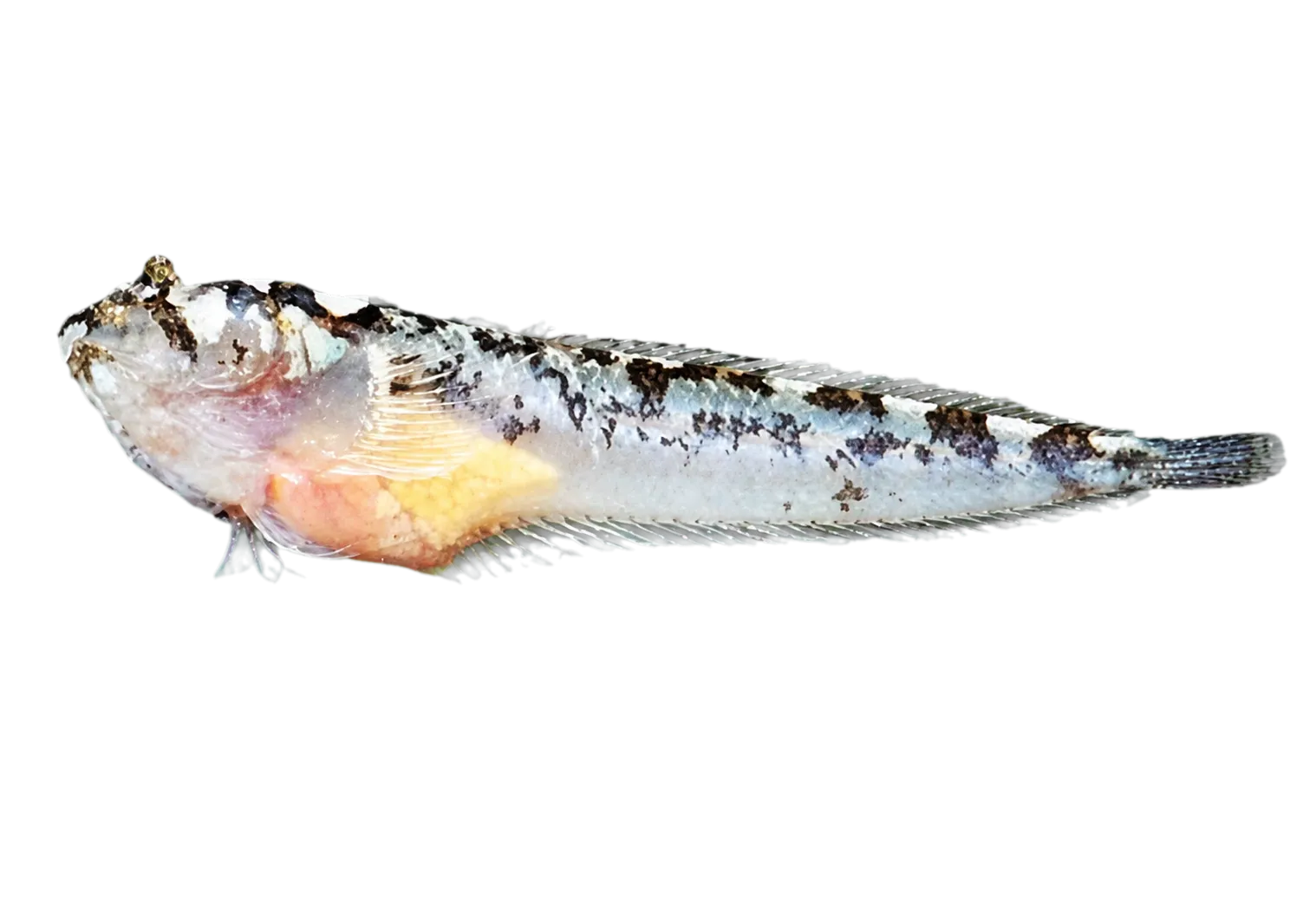 Whitesaddle stargazer (Dactyloscopus pectoralis) specimen