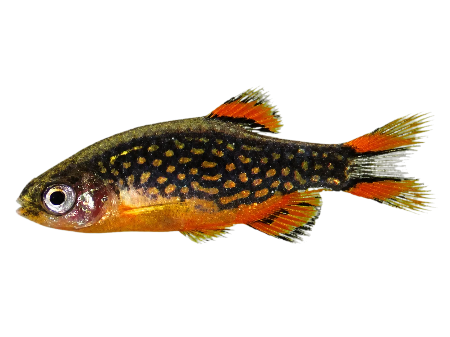 Galaxy rasbora (Danio margaritatus) specimen