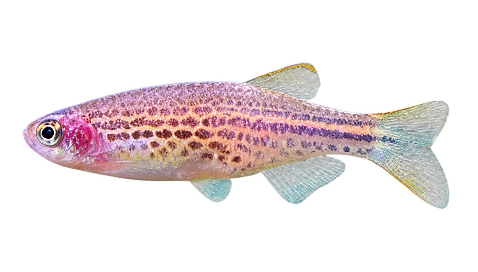 Danio quagga (Danio quagga) specimen