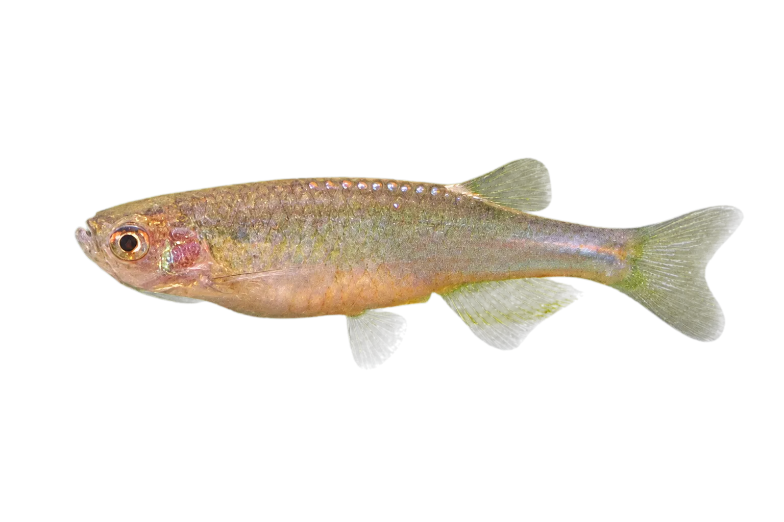 Purple passion danio (Danio roseus) specimen