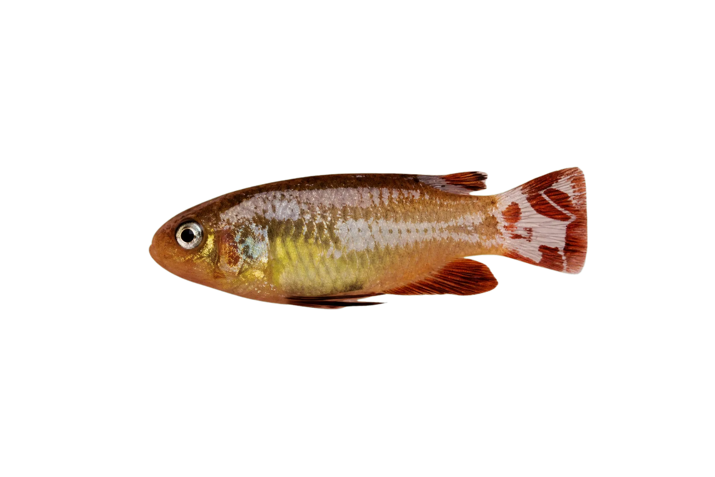 Da Ying Dario (Dario dayingensis) specimen