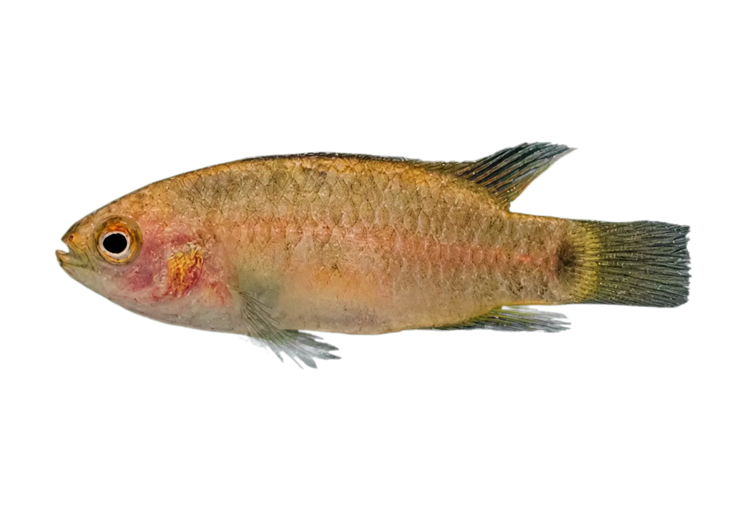 Dario huli (Dario huli) specimen