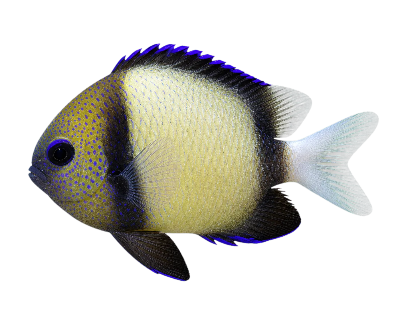 cloudy dascyllus (Dascyllus carneus) specimen