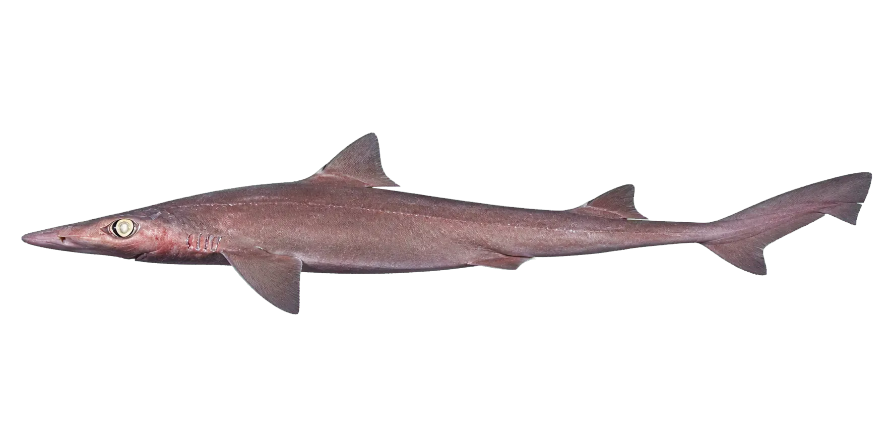 longsnout dogfish (Deania quadrispinosa) specimen