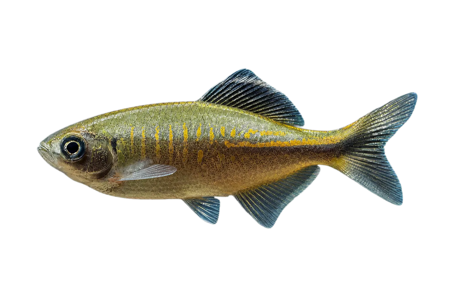 Bengal danio (Devario devario) specimen