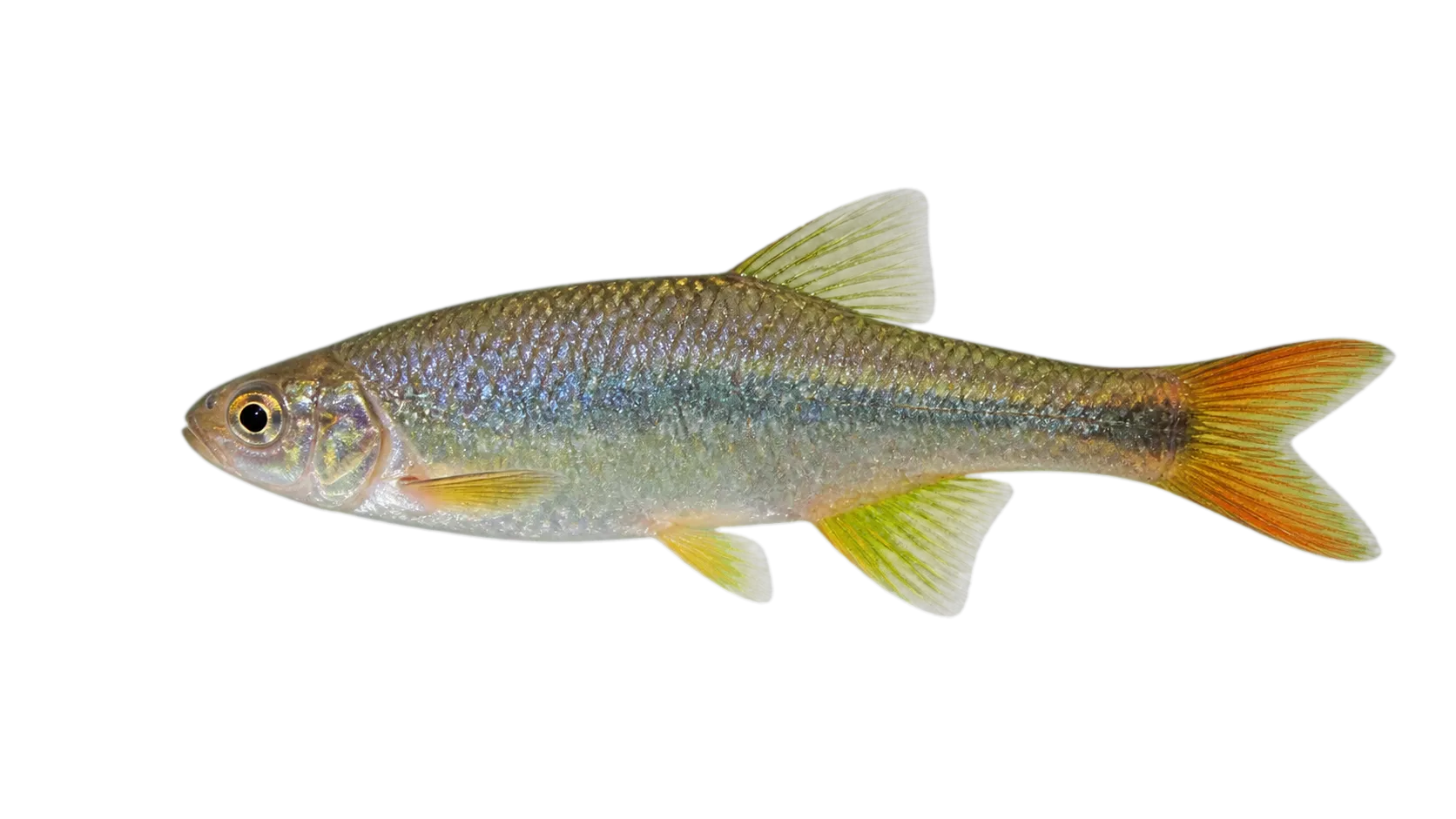 Devario kakhienensis (Devario kakhienensis) specimen