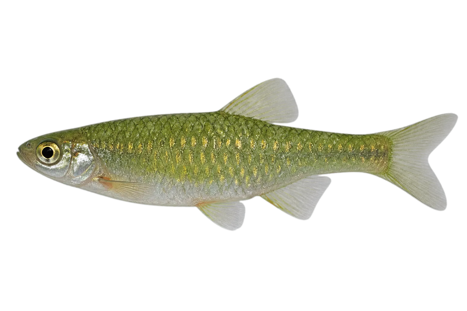 queen danio (Devario regina) specimen