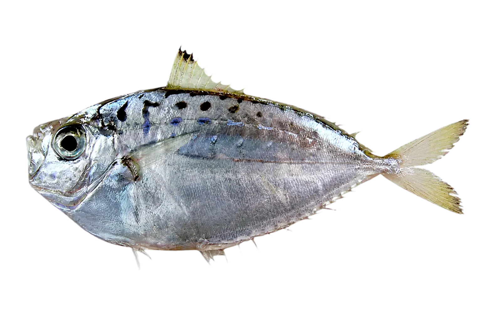 Pugnose ponyfish (Deveximentum insidiator) specimen