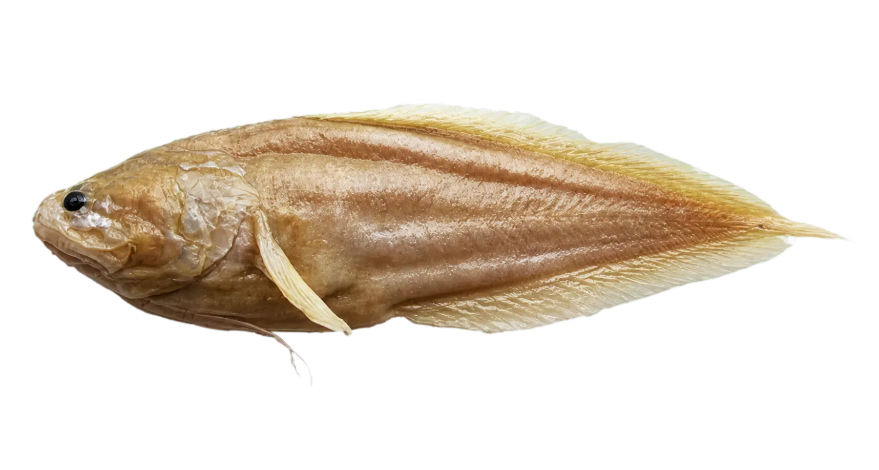 Beate's coralbrotula (Diancistrus beateae) specimen
