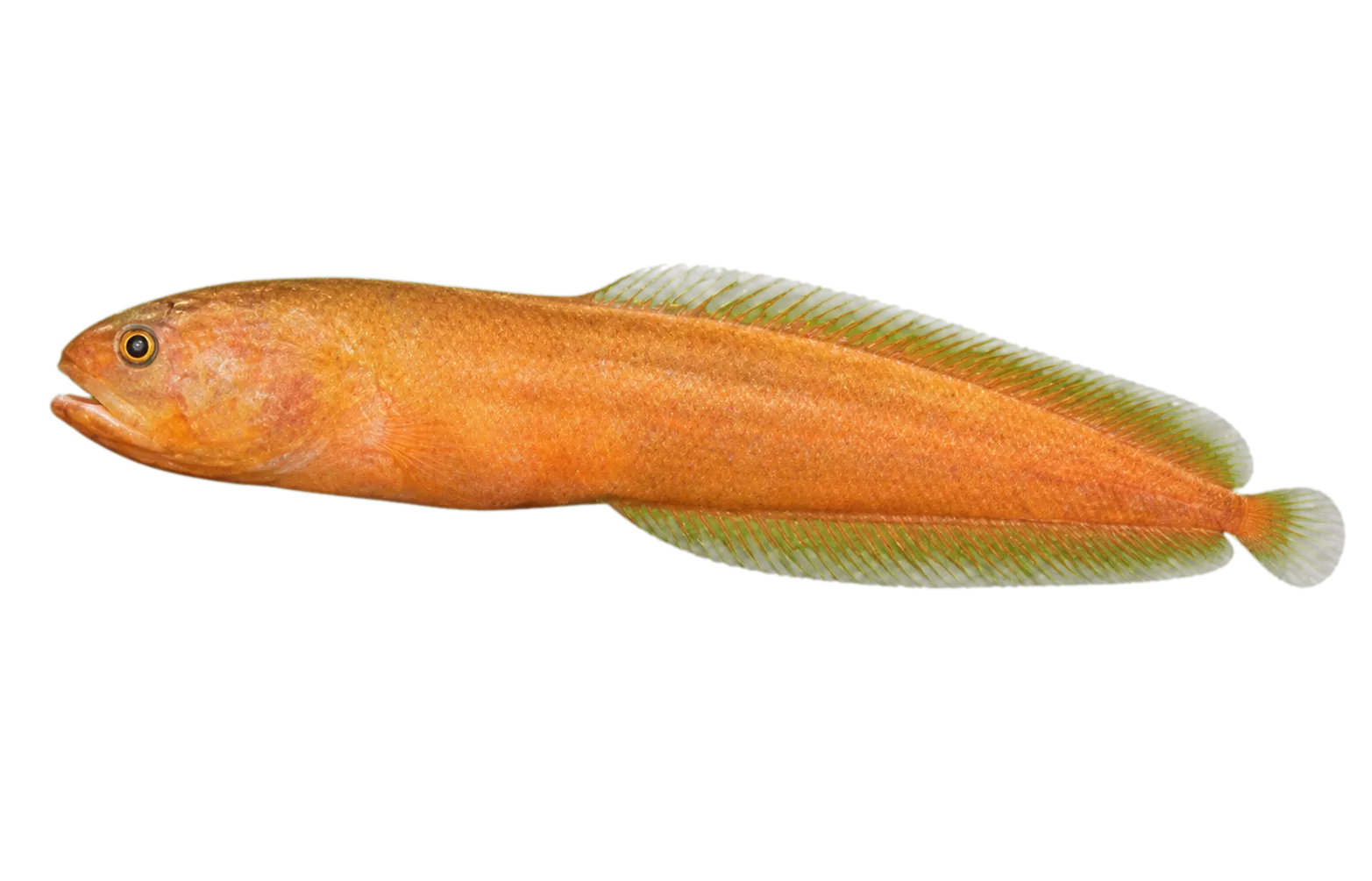 Dusky brotulid (Diancistrus fuscus) specimen