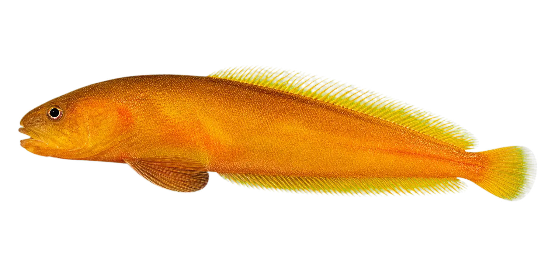 New guinea viviparous brotula (Diancistrus novaeguineae) specimen