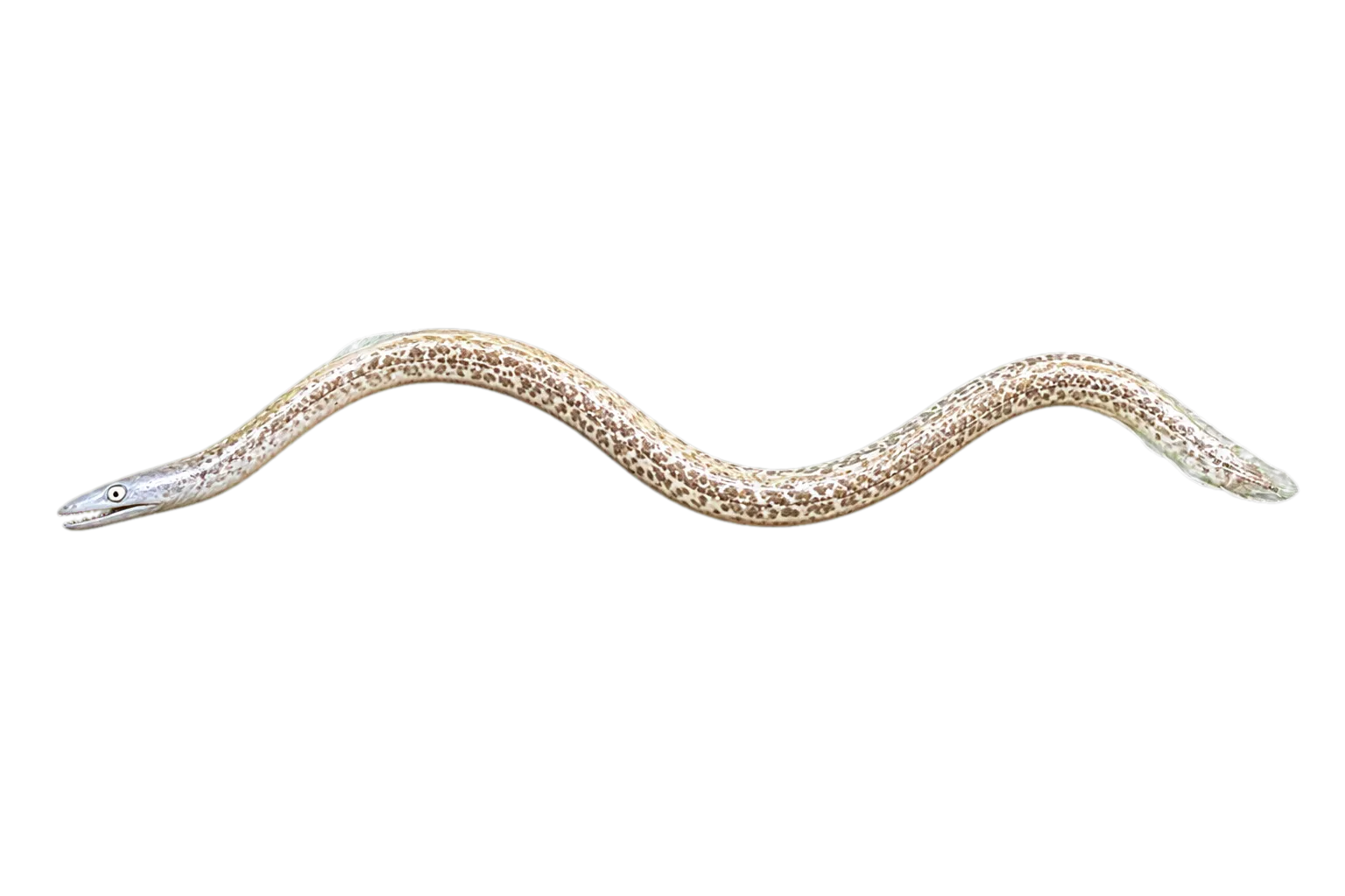 Dalmatian moray eel (Diaphenchelys dalmatian) specimen