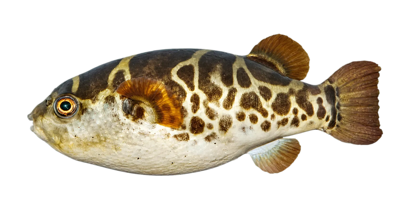 Green pufferfish (Dichotomyctere fluviatilis) specimen