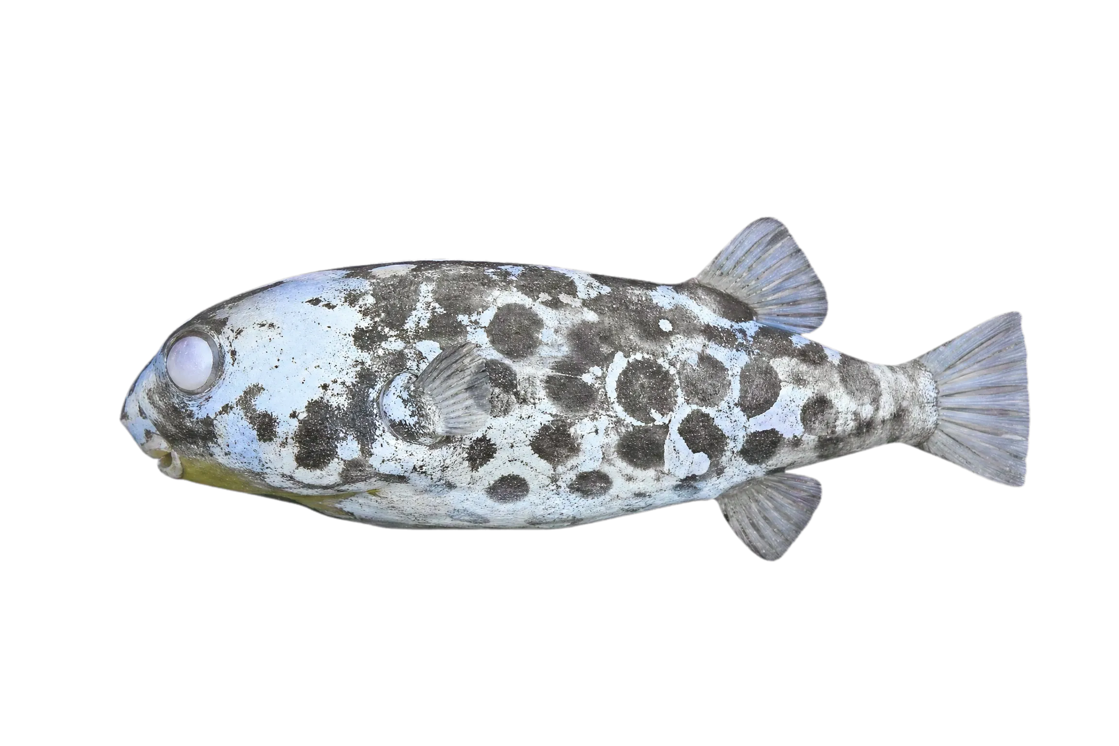 Spotted green pufferfish (Dichotomyctere nigroviridis) specimen
