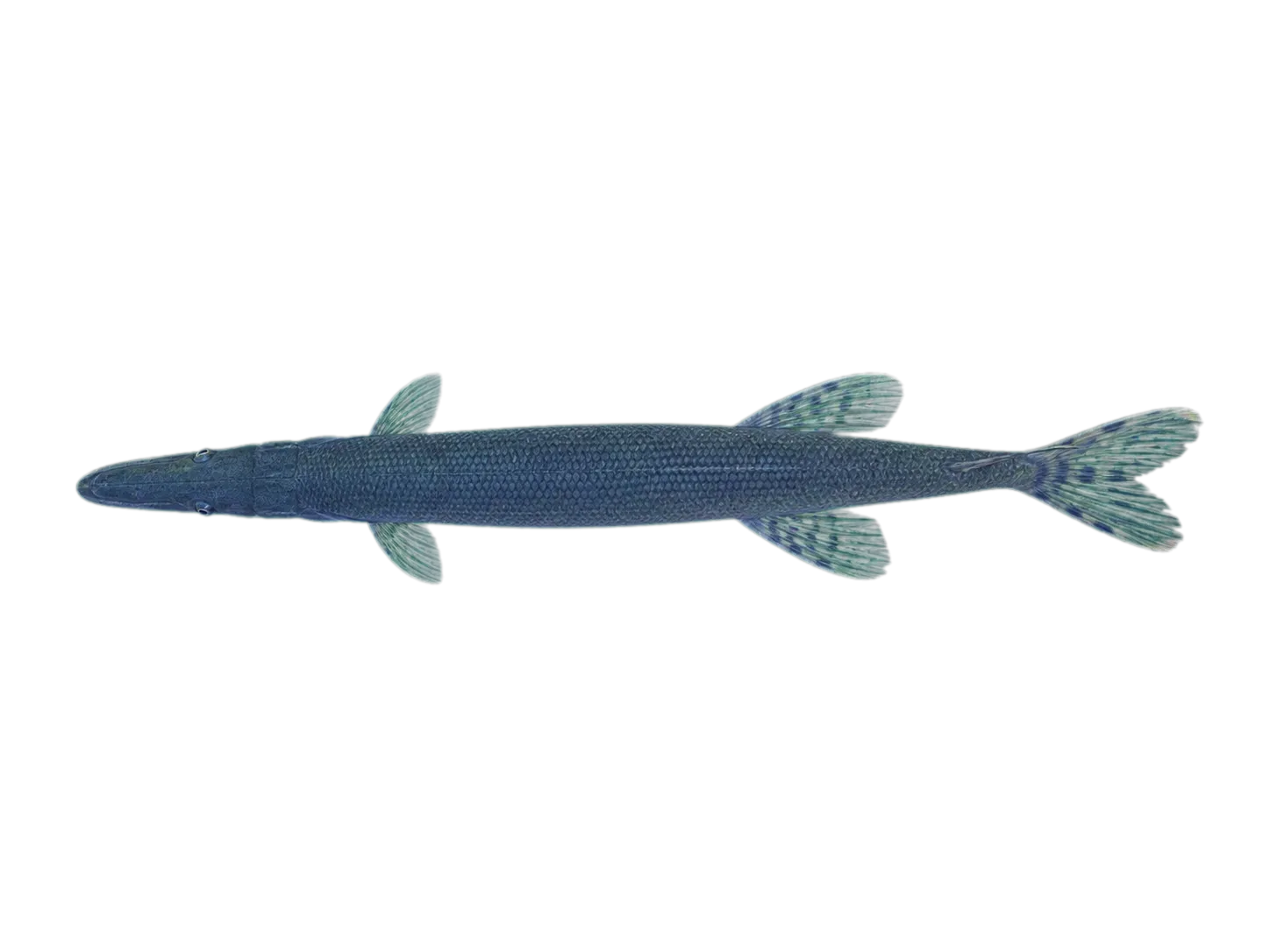 Long-finned pike (Dinolestes lewini) specimen