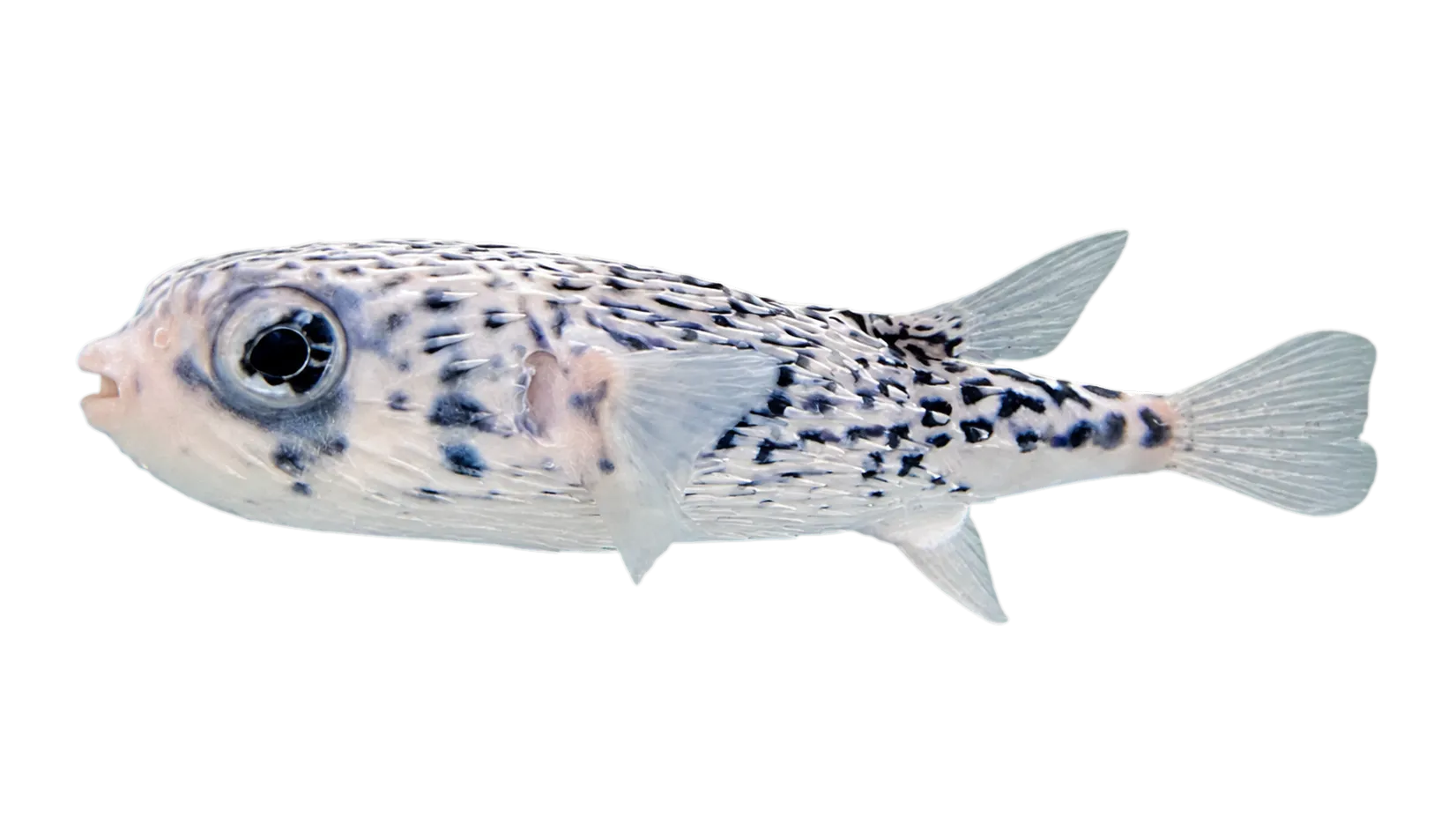 pelagic porcupinefish (Diodon eydouxii) specimen