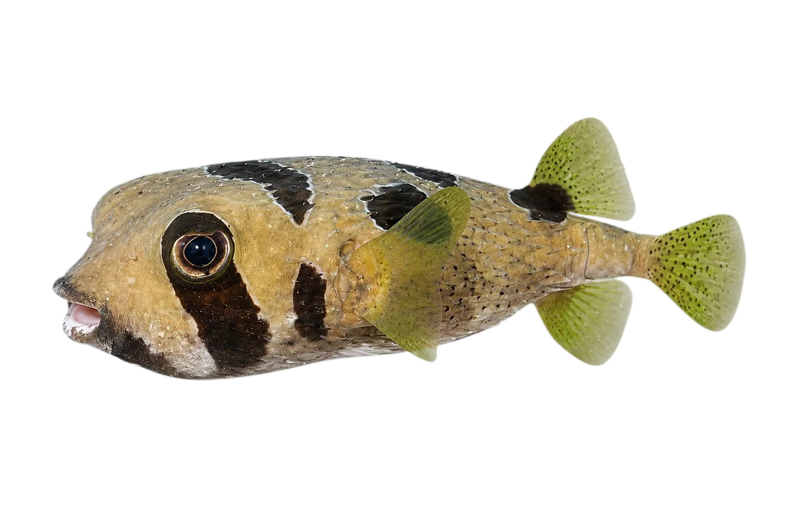 black-blotched porcupinefish (Diodon liturosus) specimen