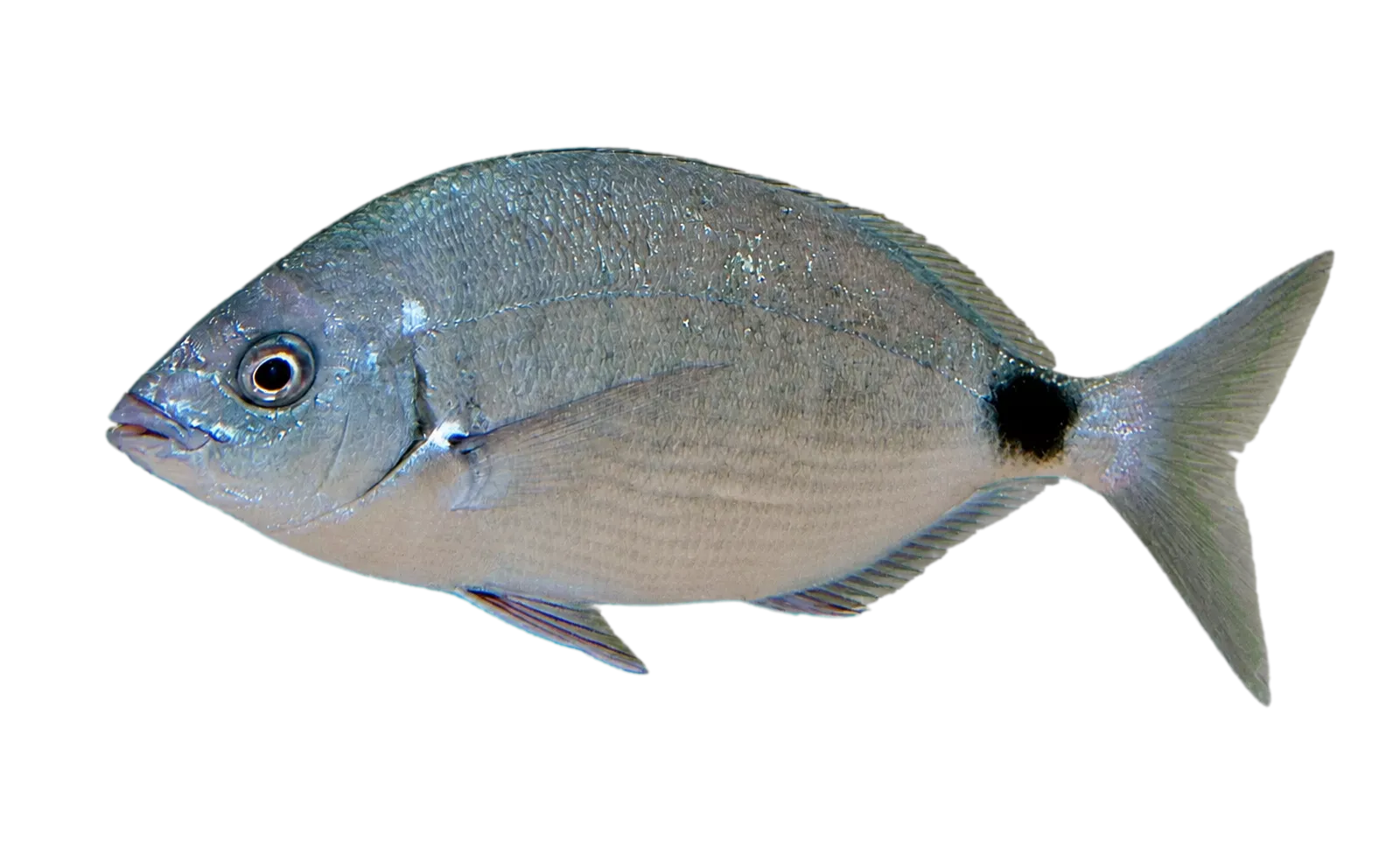 bream (Diplodus bermudensis) specimen