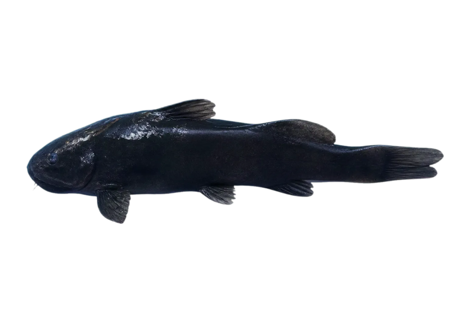 Diplomystes incognitus (Diplomystes incognitus) specimen
