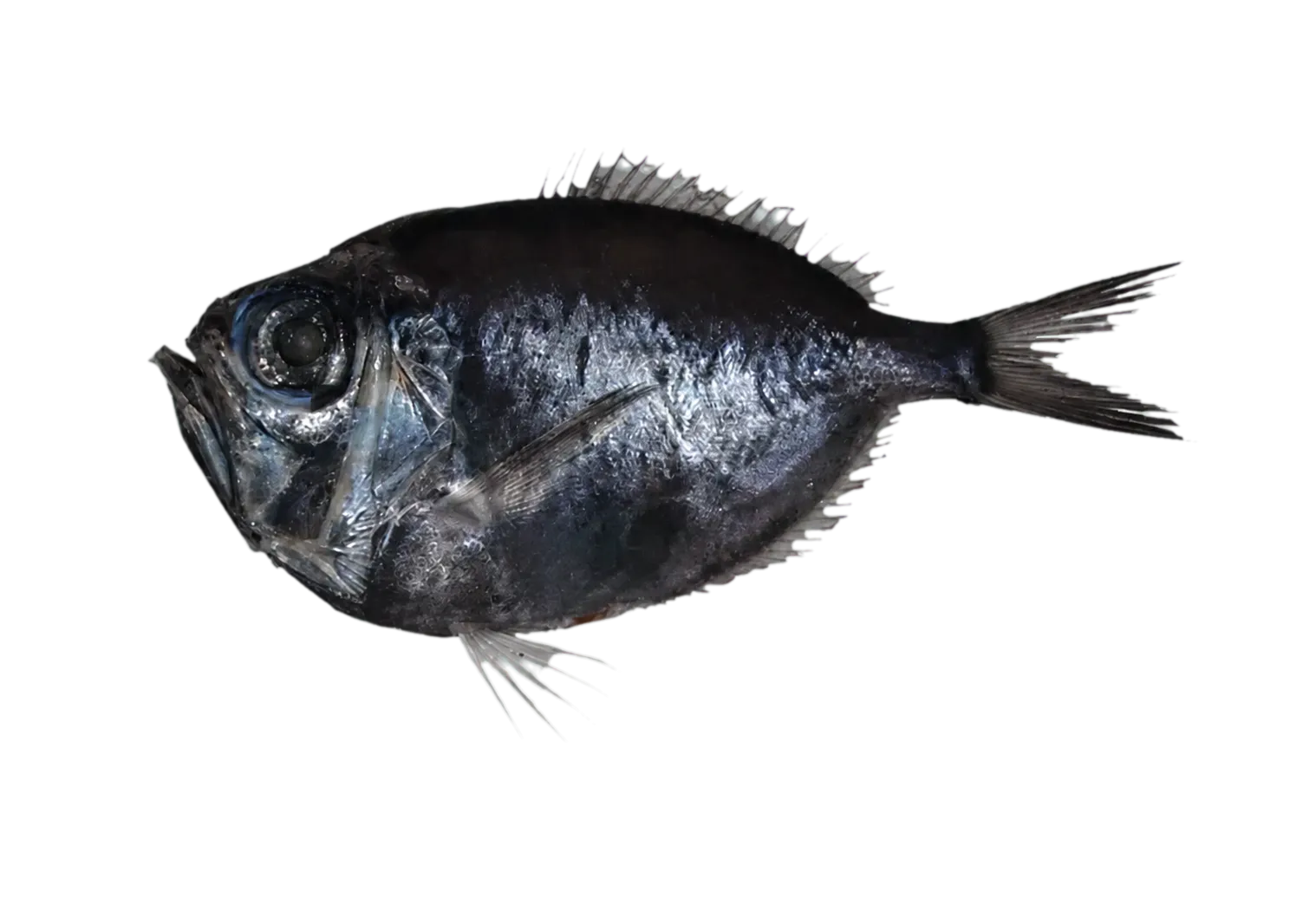 spinyfish (Diretmoides veriginae) specimen