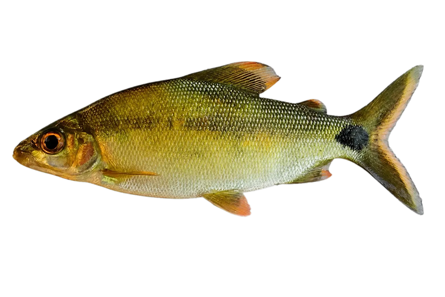 Perch (Distichodus engycephalus) specimen