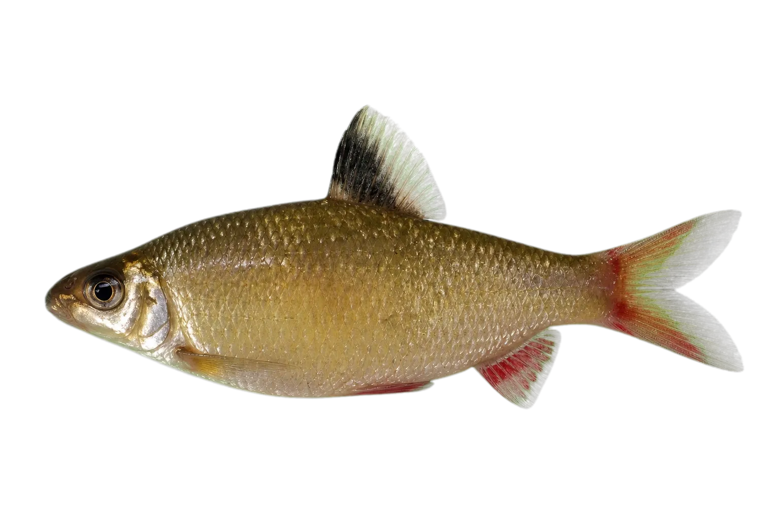 red-finned distichodus (Distichodus notospilus) specimen