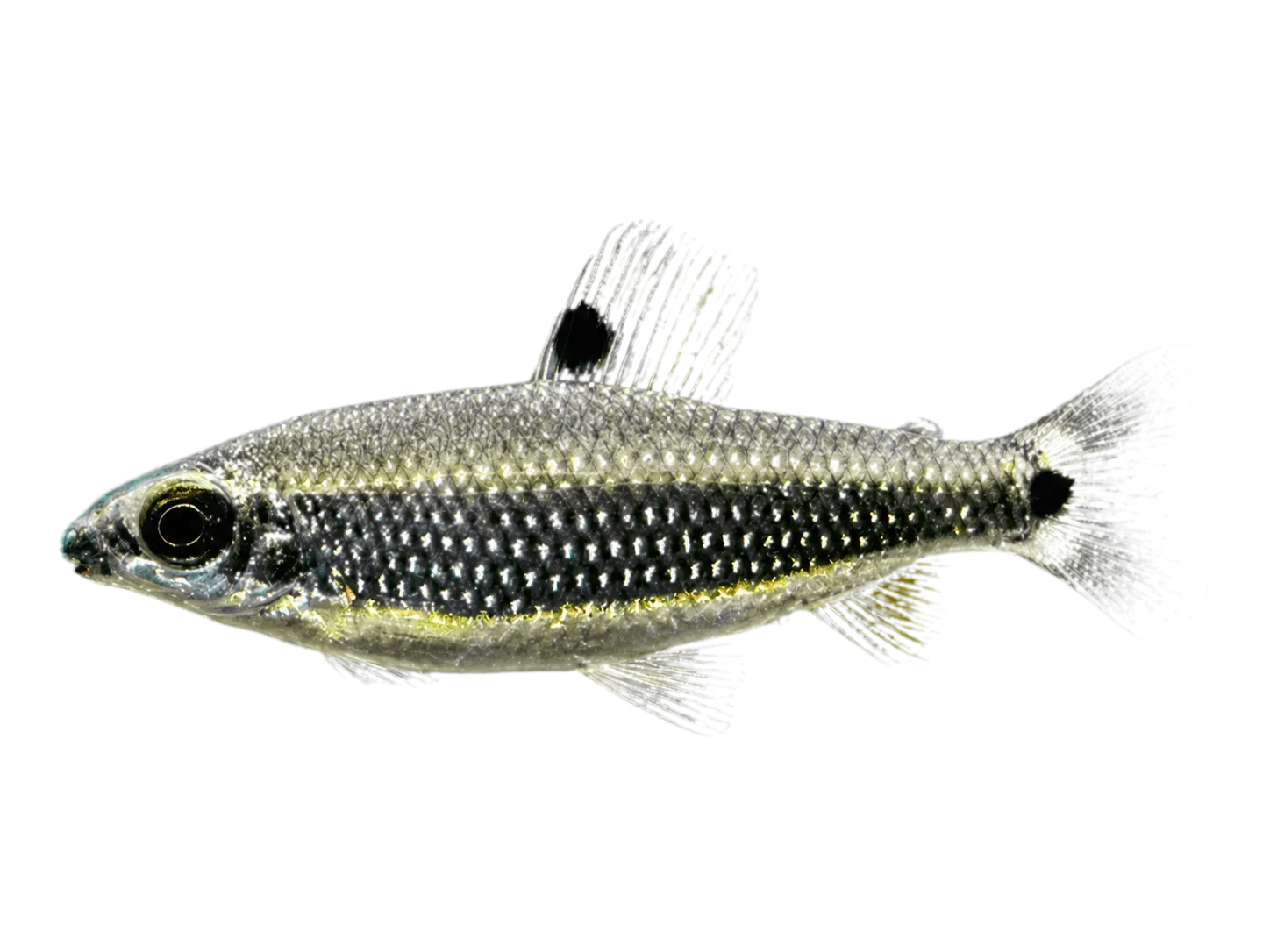 Distichodus teugelsi (Distichodus teugelsi) specimen