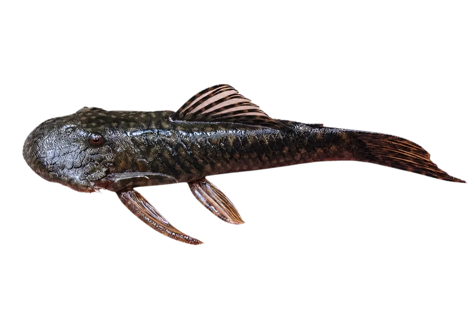 Dolichancistrus atratoensis (Dolichancistrus atratoensis) specimen