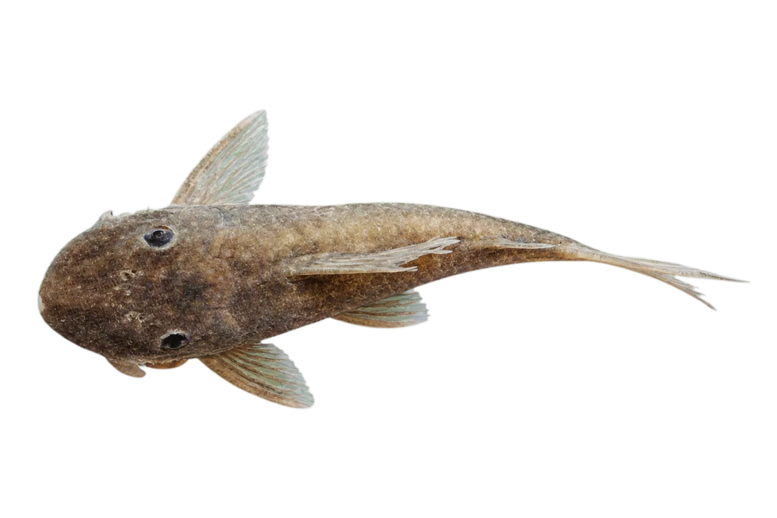 Dolichancistrus cobrensis (Dolichancistrus cobrensis) specimen