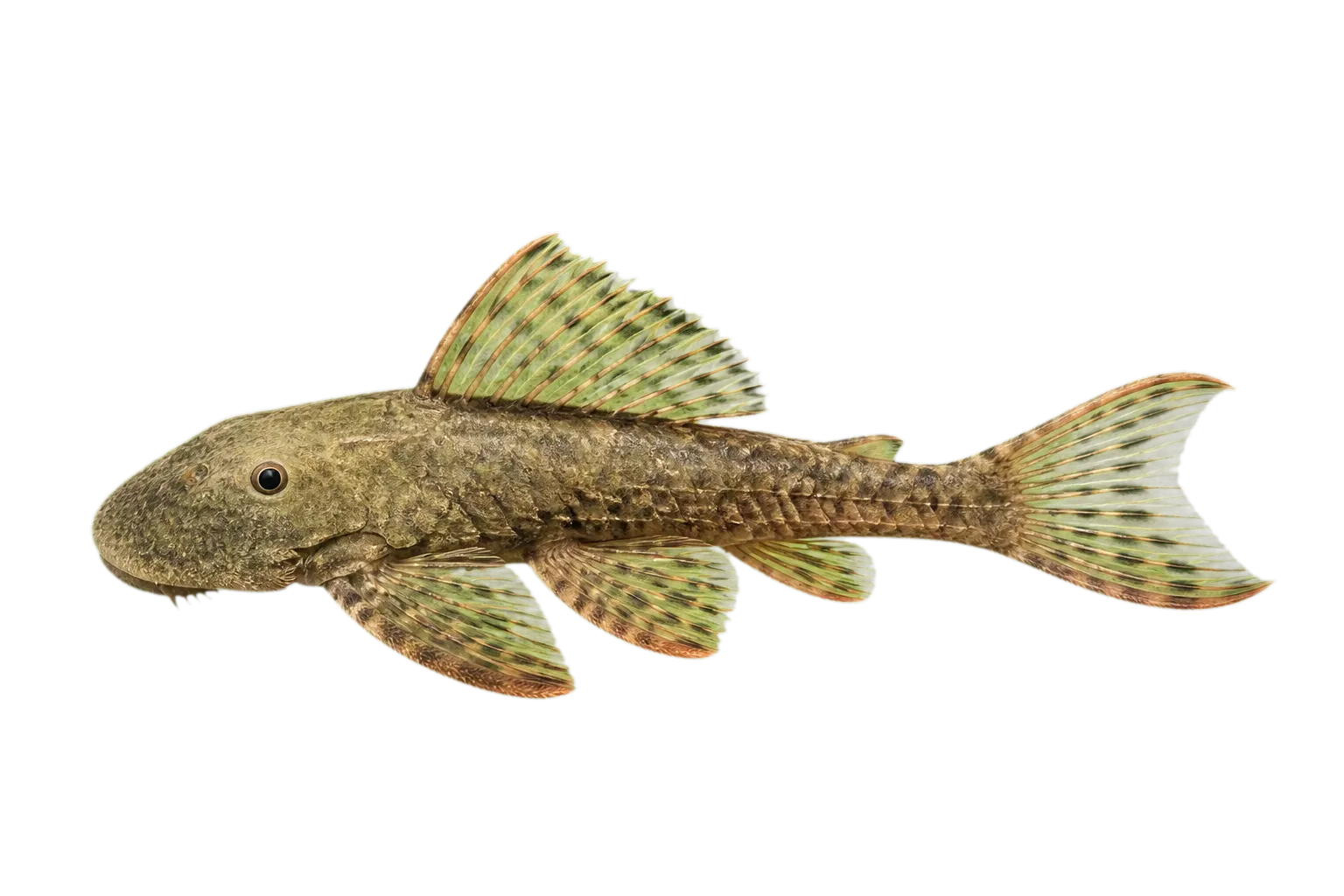 Dolichancistrus fuesslii (Dolichancistrus fuesslii) specimen