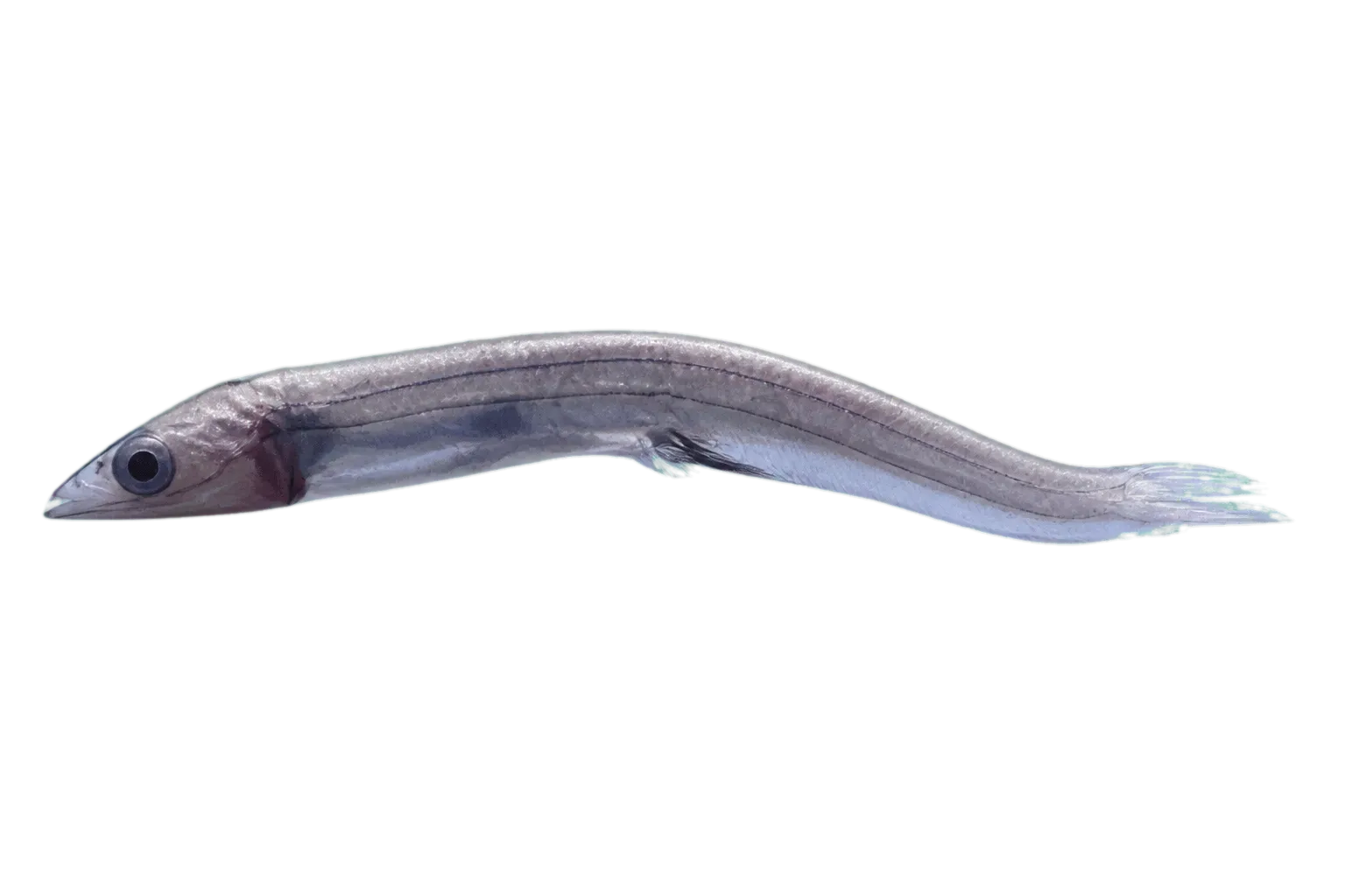 Dolichopteryx rostrata (Dolichopteryx rostrata) specimen