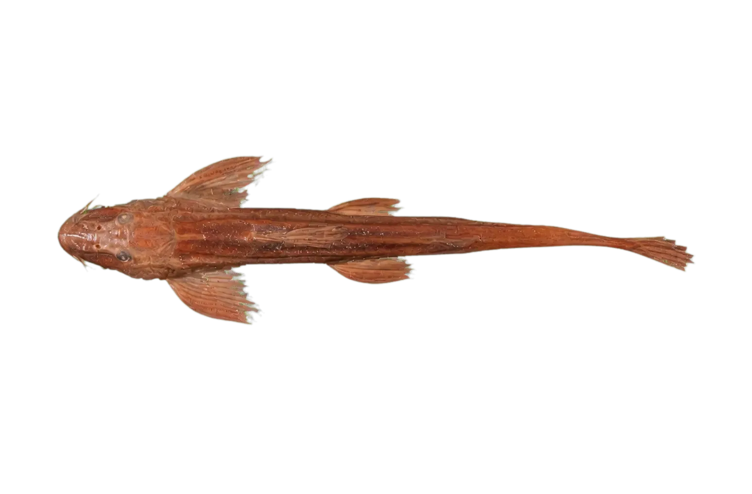 Doumea angolensis (Doumea angolensis) specimen