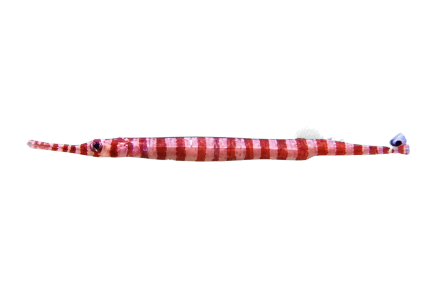 Glowtail pipefish (Dunckerocampus chapmani) specimen