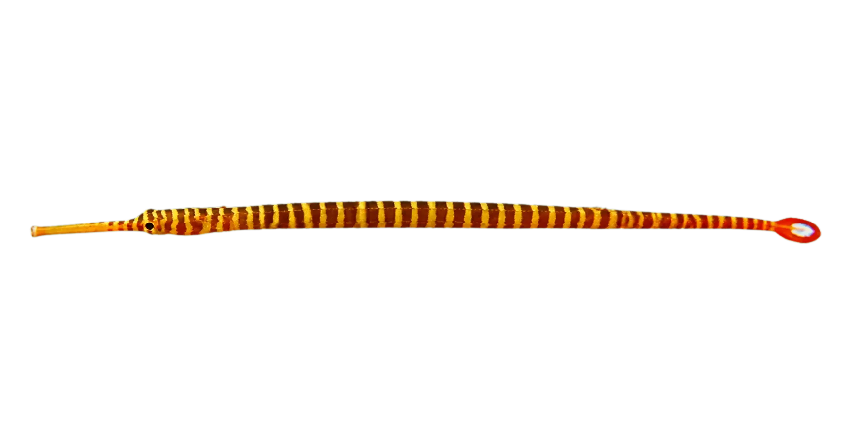 Yellowbanded pipefish (Dunckerocampus pessuliferus) specimen
